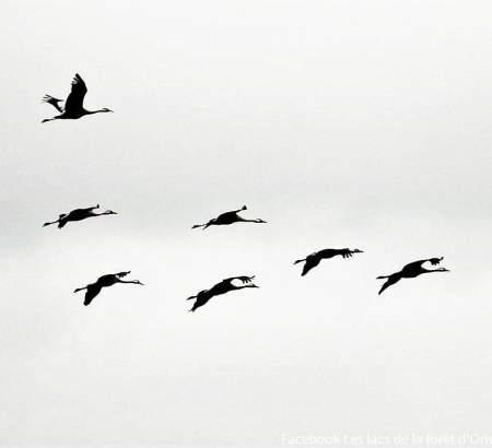 Oiseux en vol
